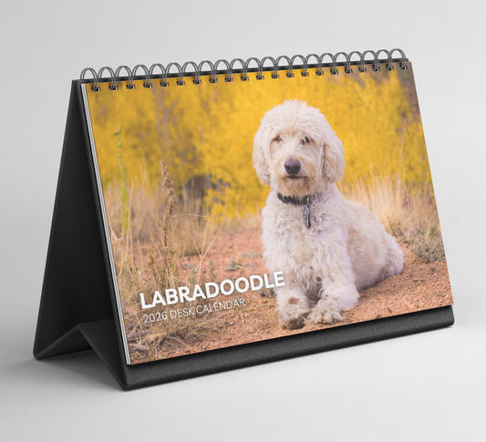 Labradoodle Desk Calendar 2026-2027