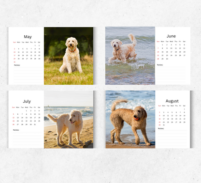 Labradoodle Desk Calendar 2026-2027