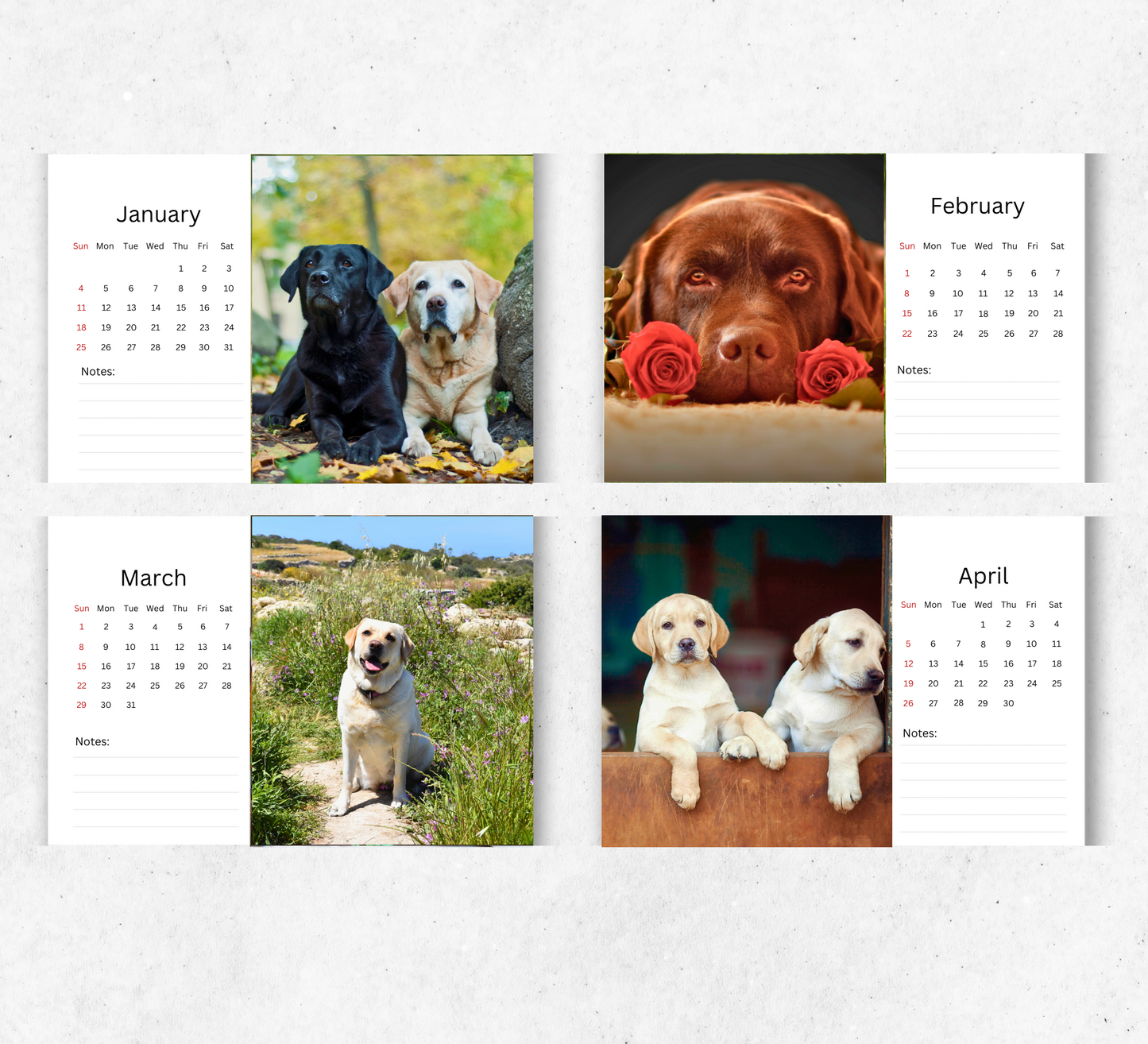 Labrador Desk Calendar 2027-2028