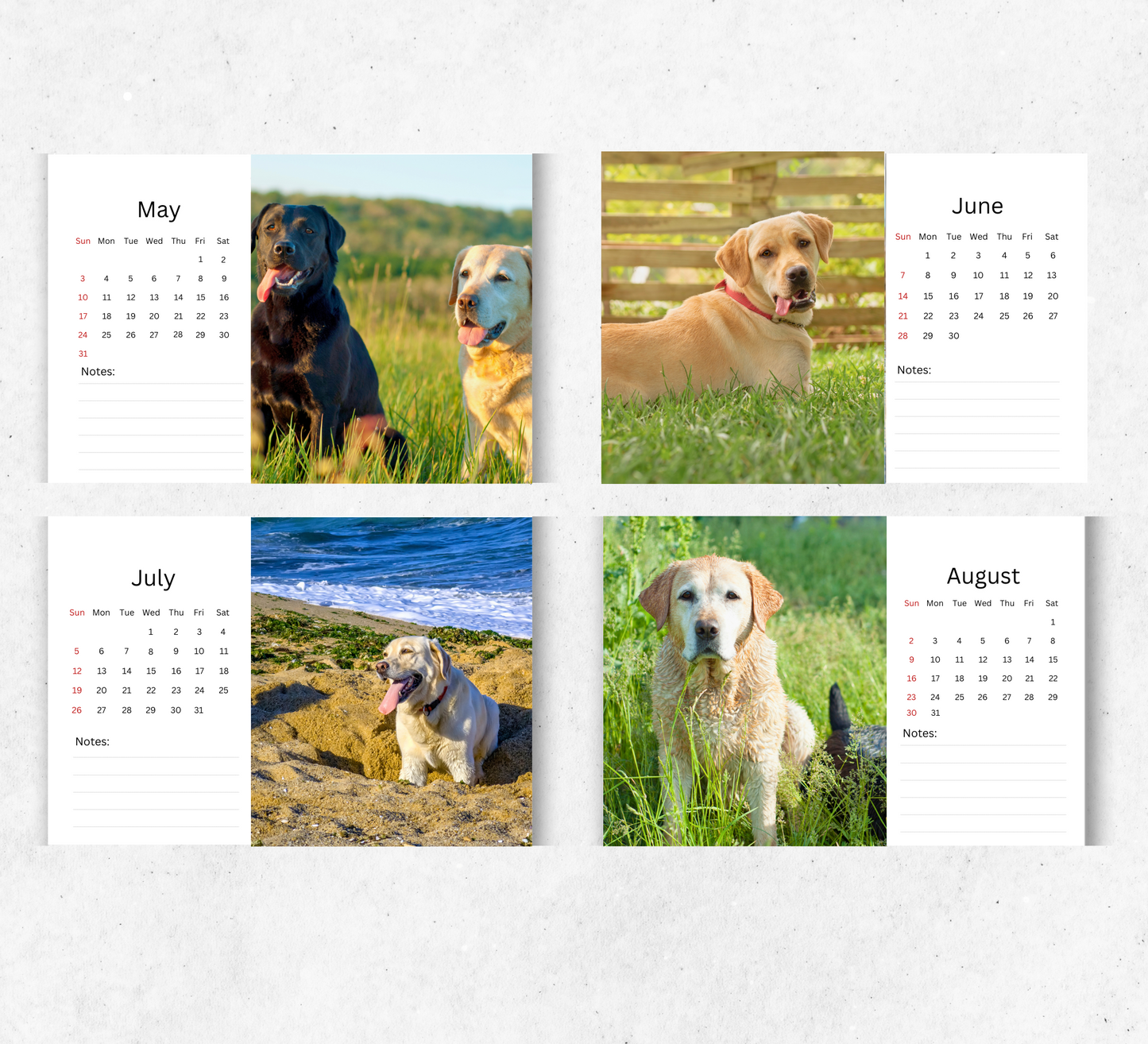 Labrador Desk Calendar 2027-2028