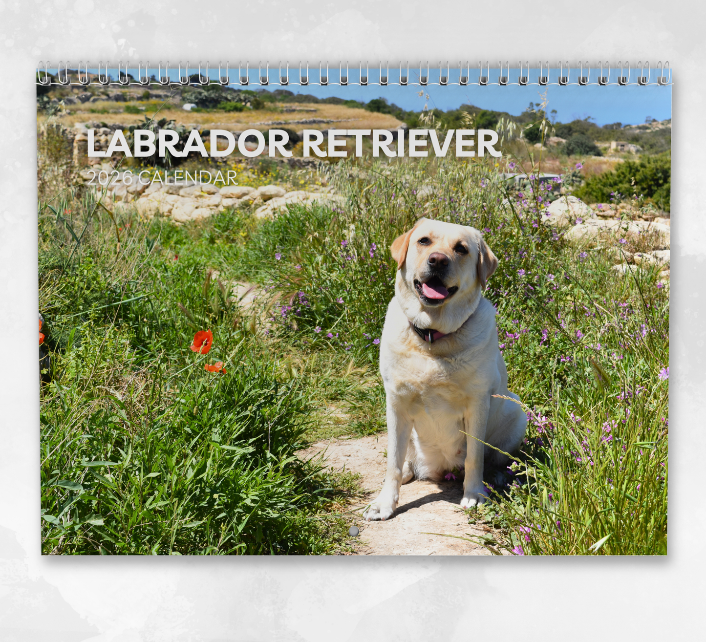 Labrador Calendar 2026
