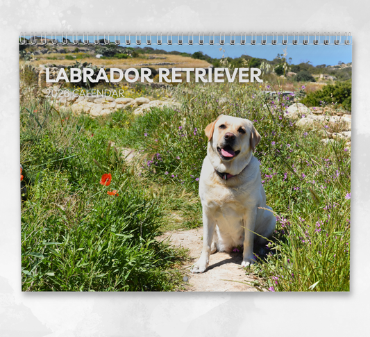Labrador Calendar 2026
