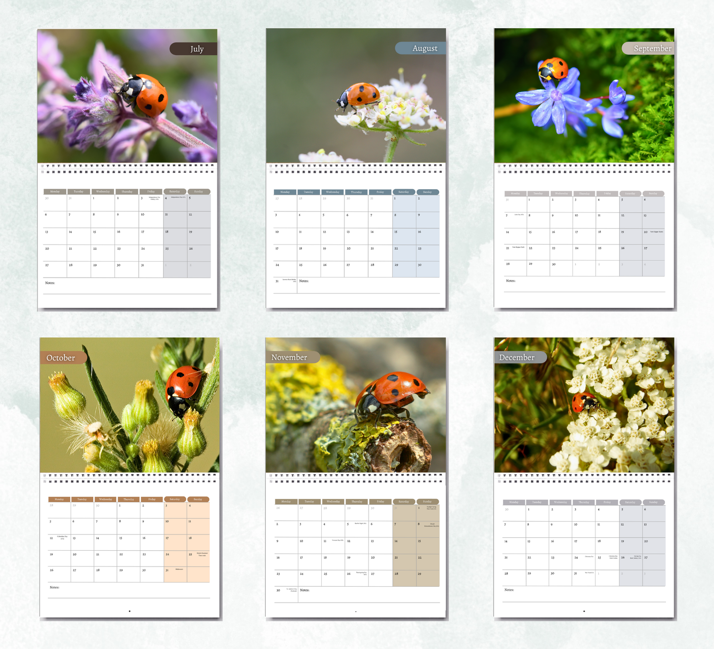 Ladybird Calendar 2026