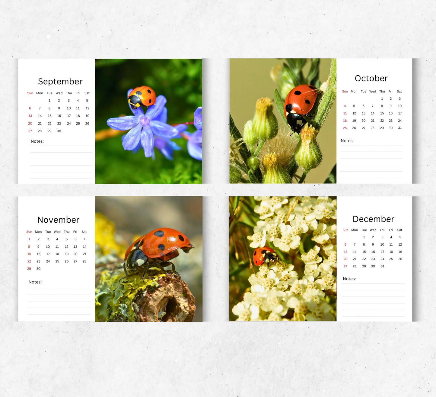 Ladybird Desk Calendar 2026-2027