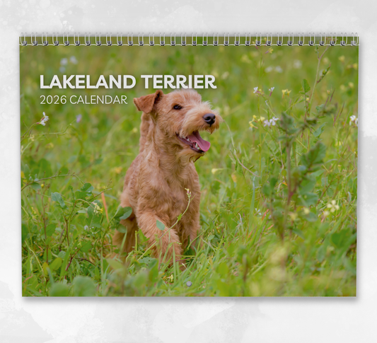 Lakeland Terrier Calendar 2026