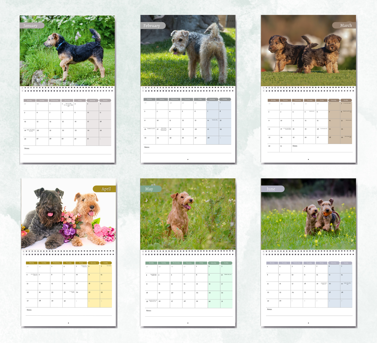 Lakeland Terrier Calendar 2026