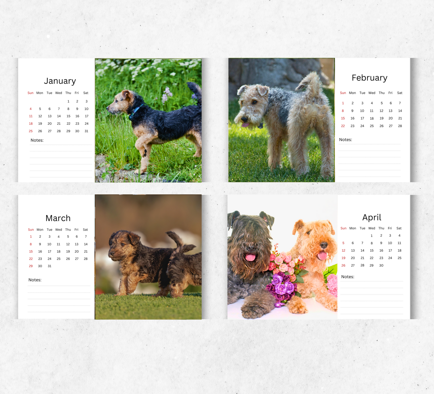 Lakeland Terrier Desk Calendar 2026-2027
