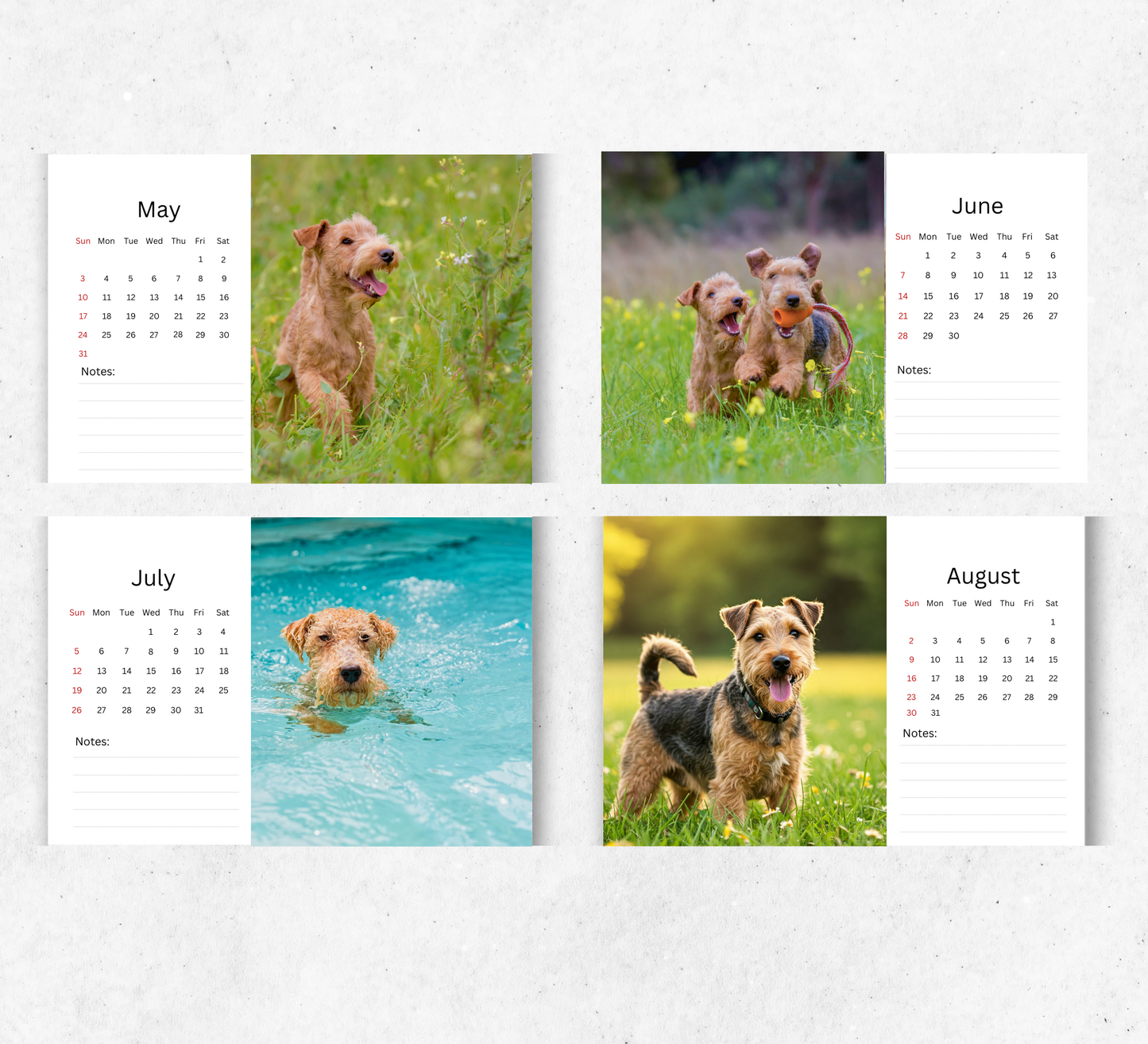 Lakeland Terrier Desk Calendar 2026-2027