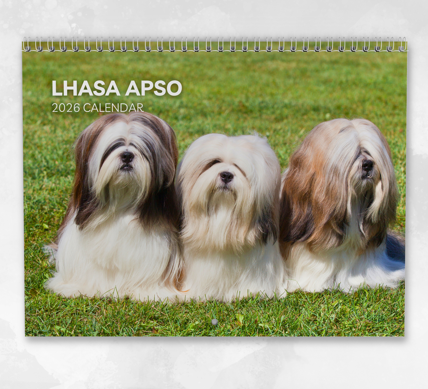 Lhasa Apso Calendar 2026