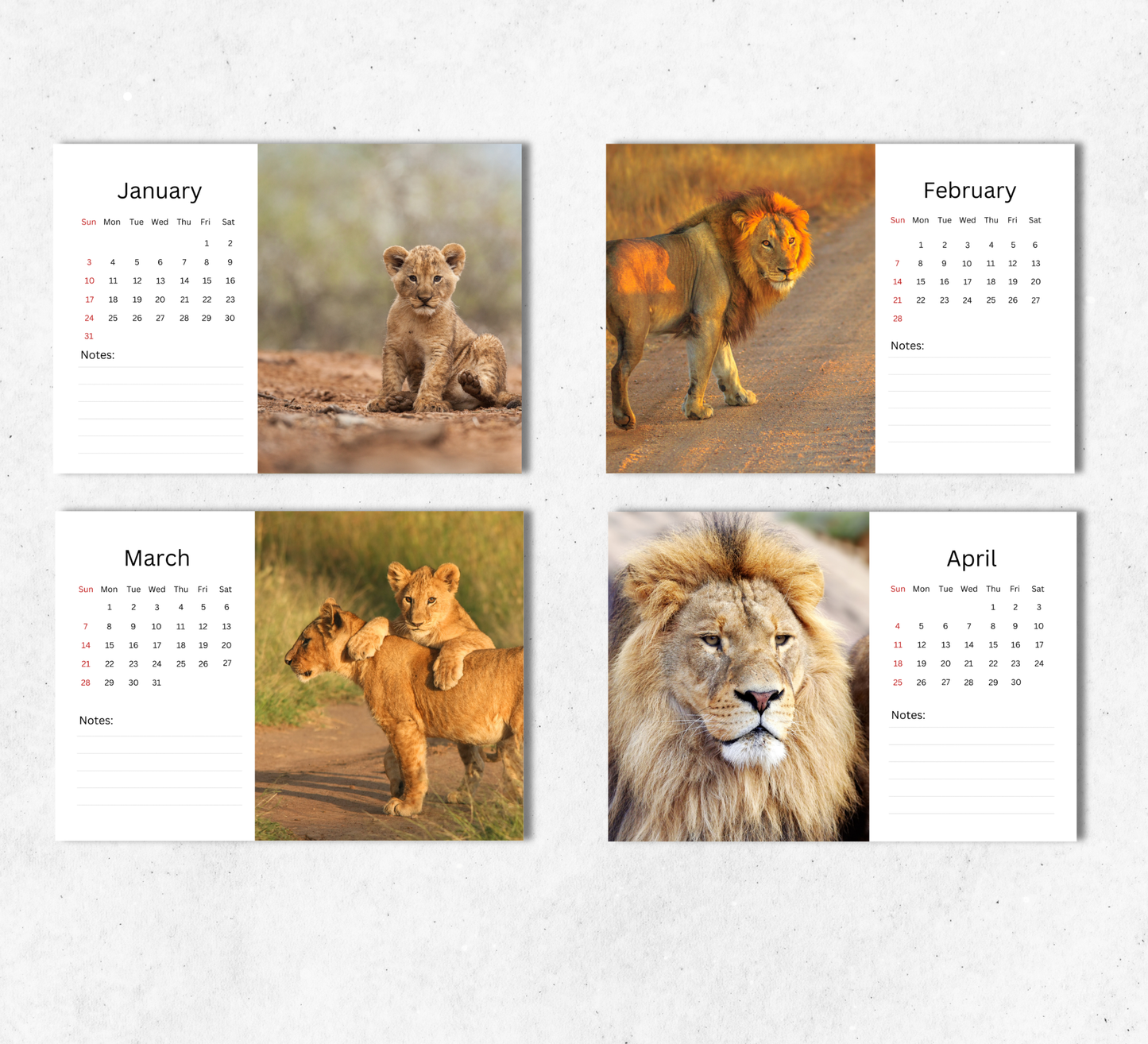 Lion Desk Calendar 2027-2028