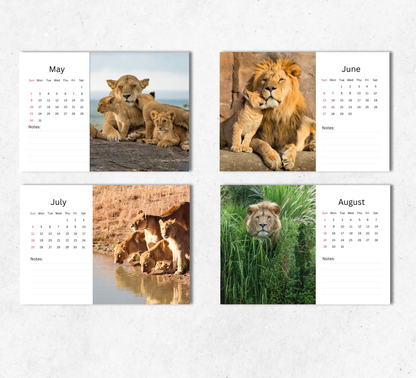 Lion Desk Calendar 2027-2028
