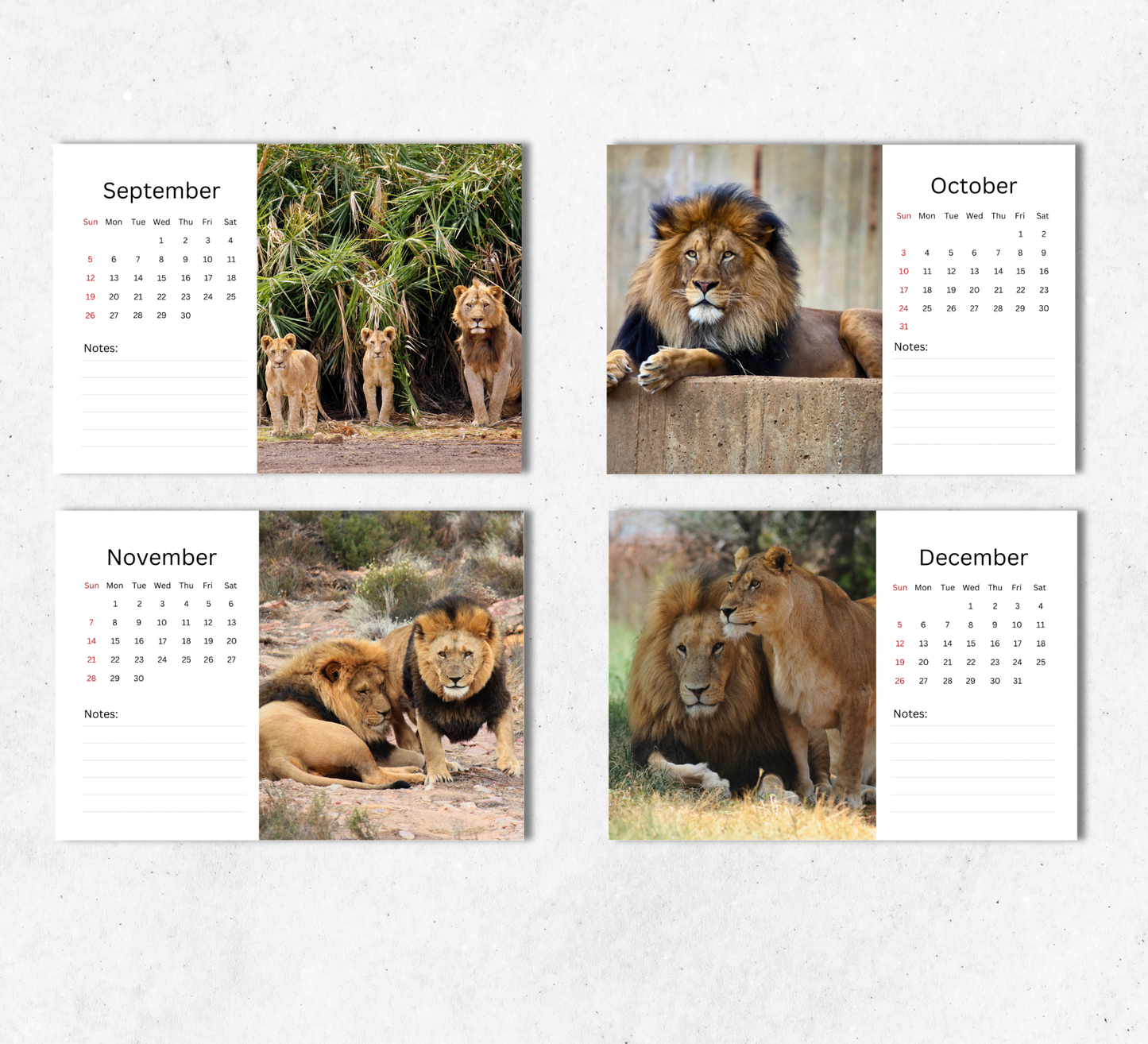 Lion Desk Calendar 2027-2028