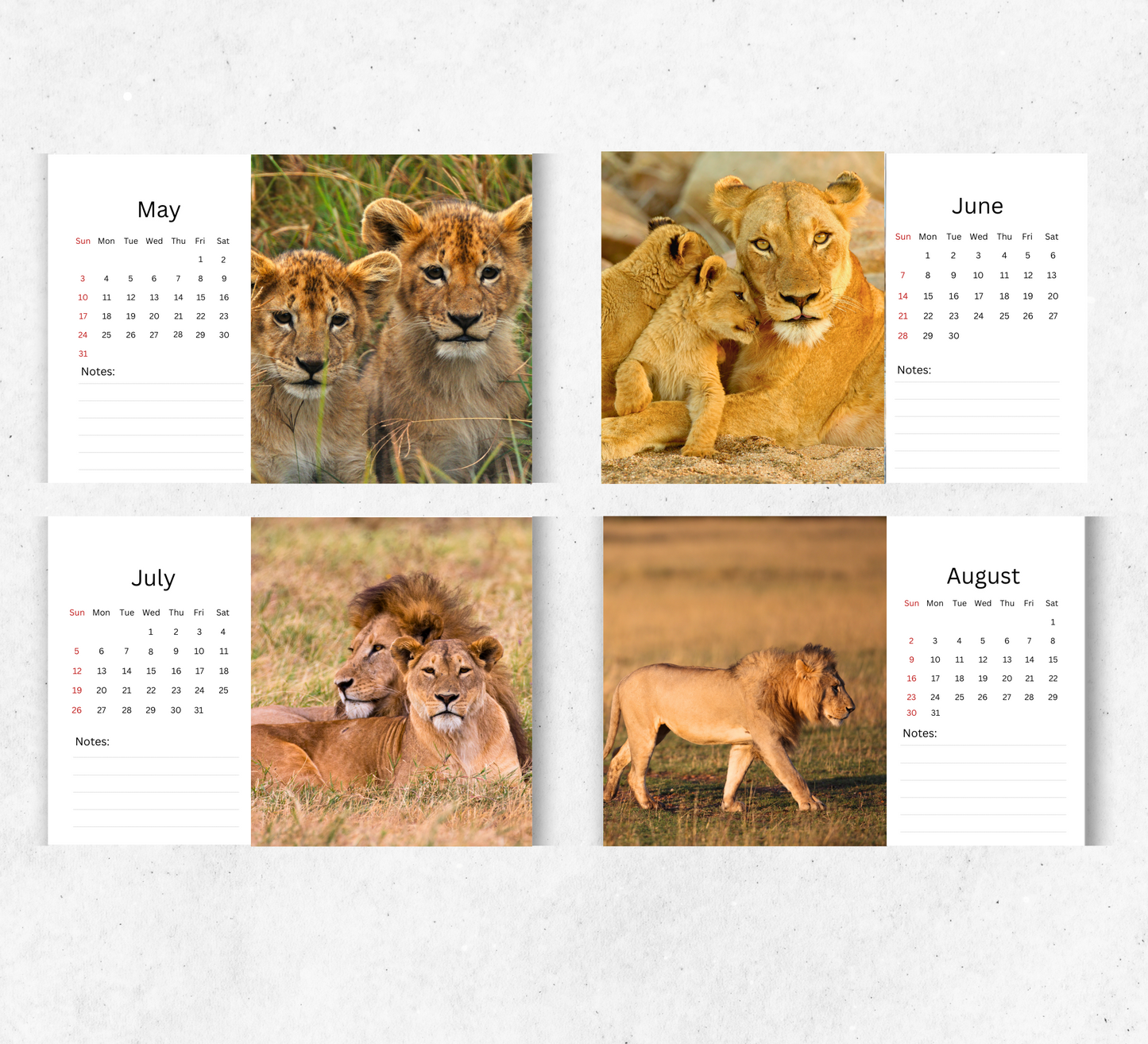 Lion Desk Calendar 2026-2027