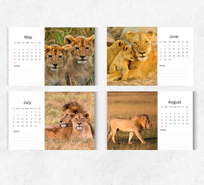Lion Desk Calendar 2026-2027