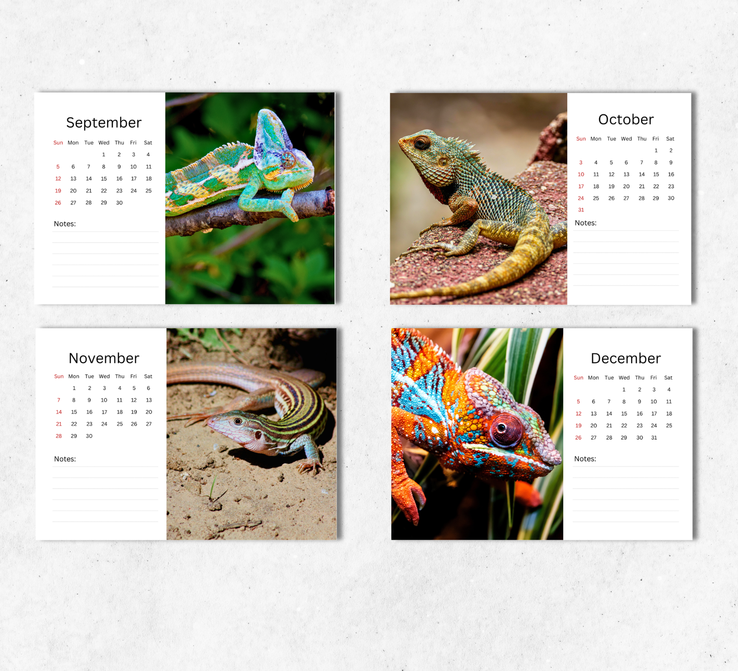 Lizard Desk Calendar 2027-2028