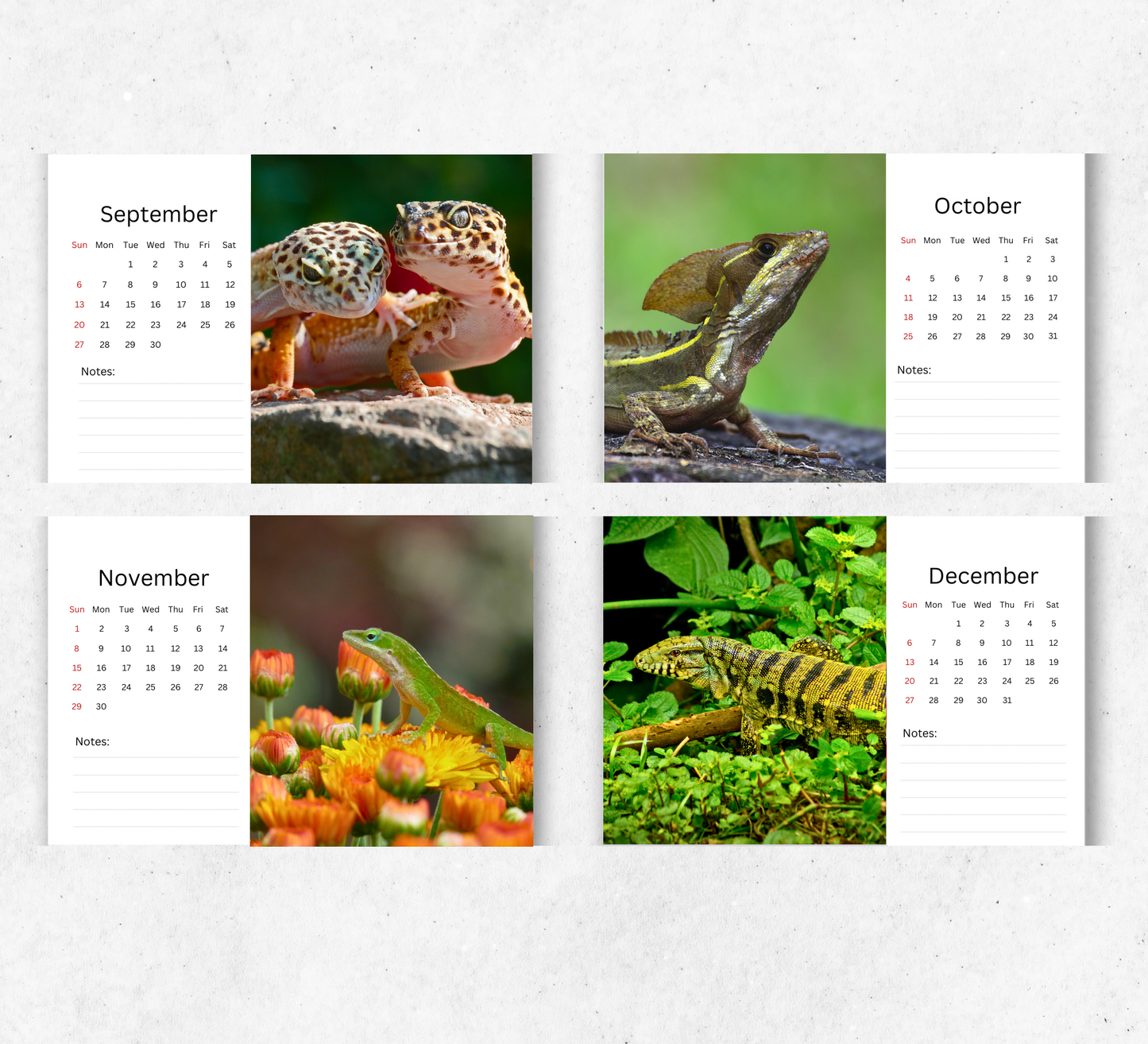 Lizard Desk Calendar 2026-2027