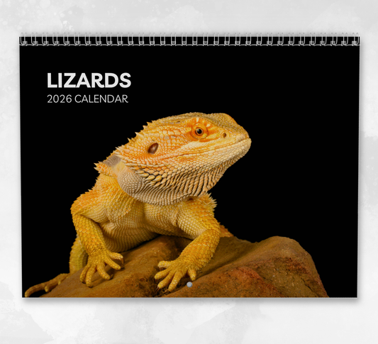 Lizard Calendar 2026