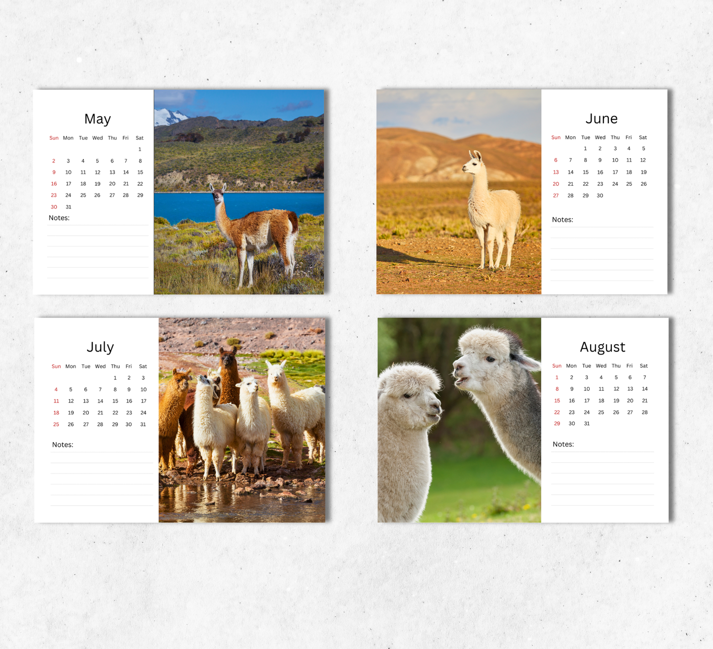 Llama Desk Calendar 2027-2028
