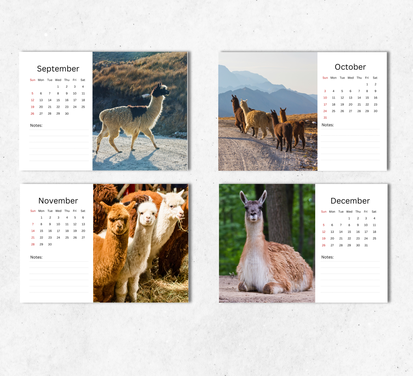 Llama Desk Calendar 2027-2028