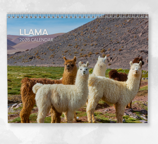 Llama Calendar 2026