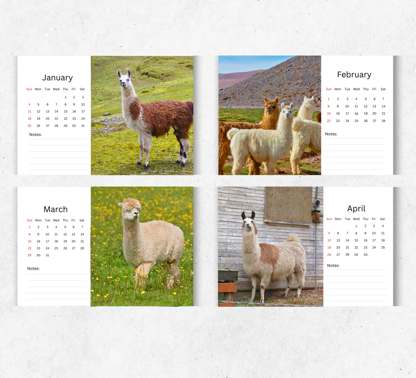 Llama Desk Calendar 2026-2027