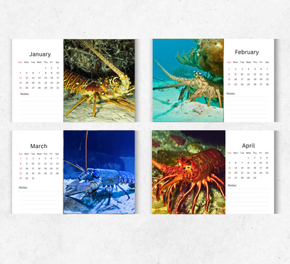 Lobster Desk Calendar 2026-2027