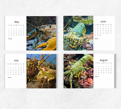 Lobster Desk Calendar 2026-2027
