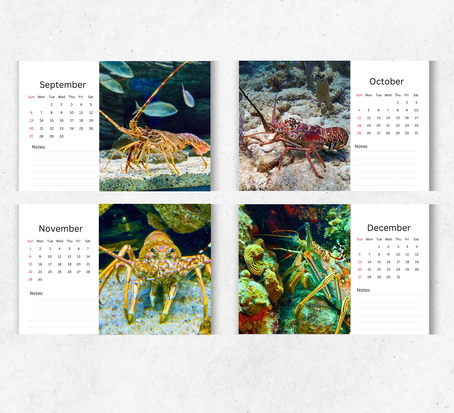 Lobster Desk Calendar 2026-2027