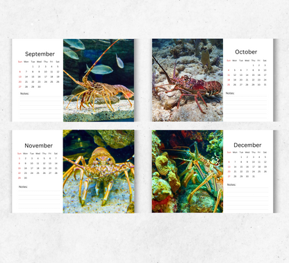 Lobster Desk Calendar 2026-2027