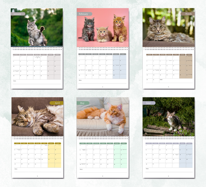 Maine Coon Calendar 2027