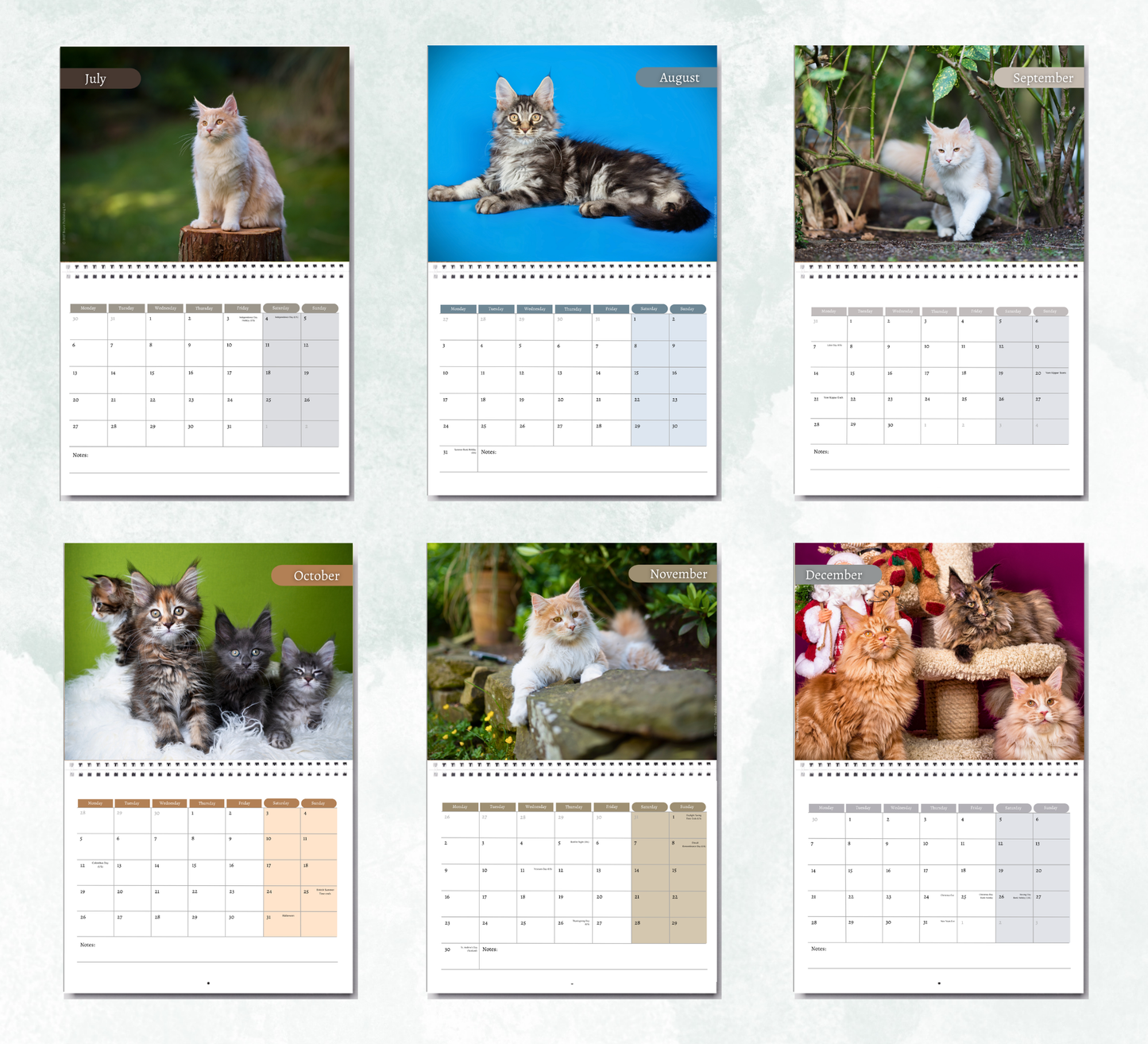 Maine Coon Calendar 2027