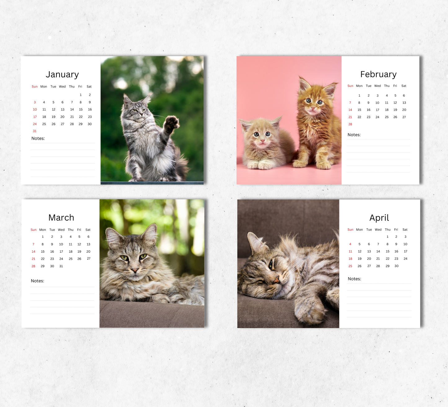 Maine Coon Desk Calendar 2027-2028