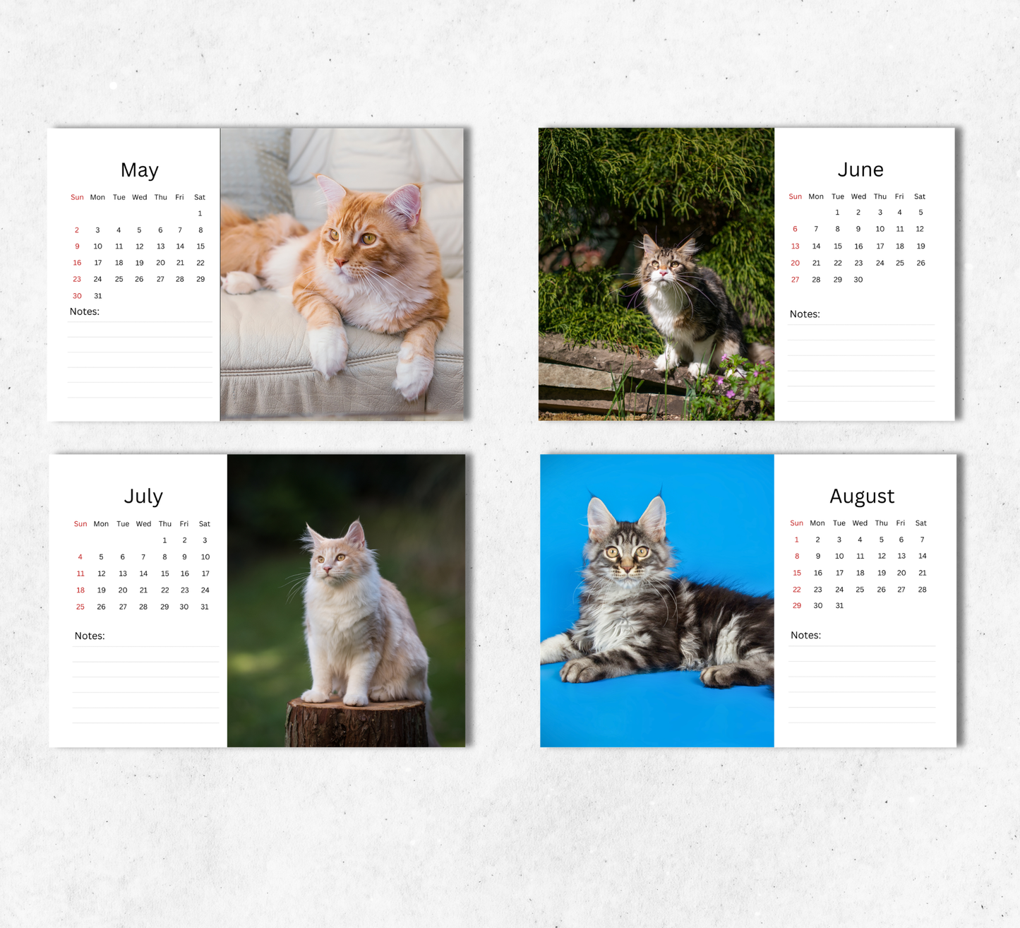 Maine Coon Desk Calendar 2027-2028