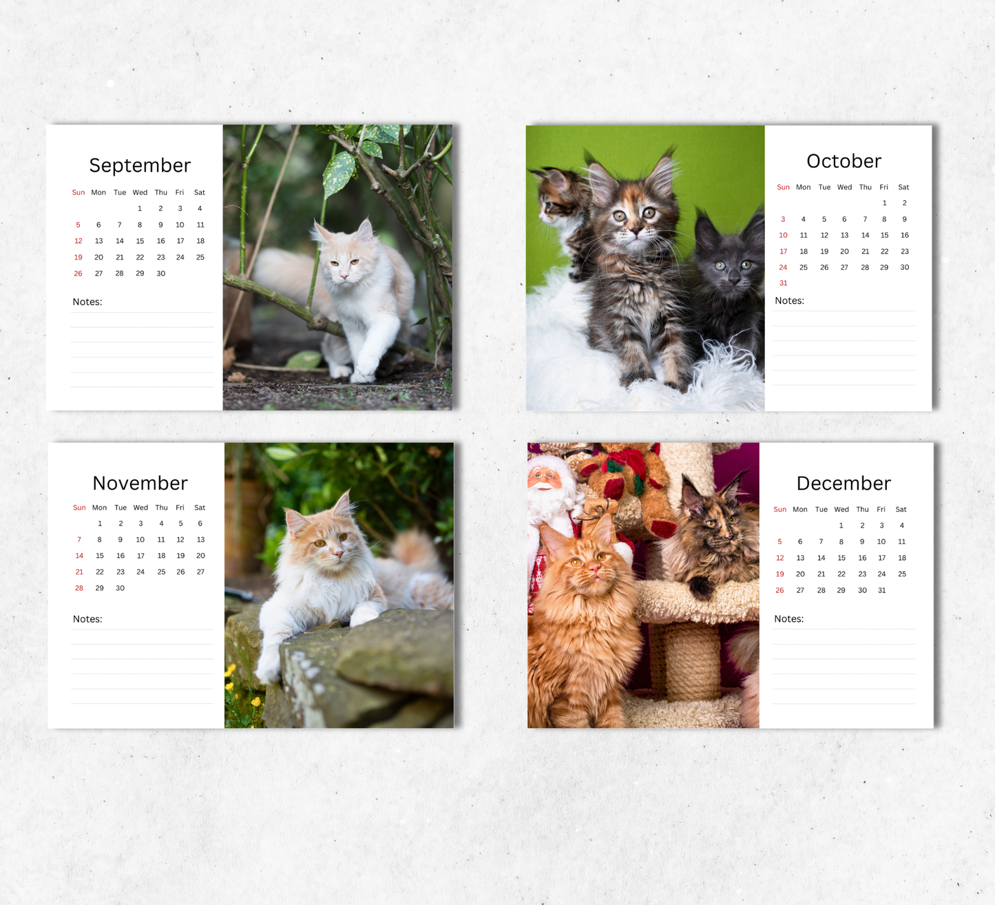 Maine Coon Desk Calendar 2027-2028