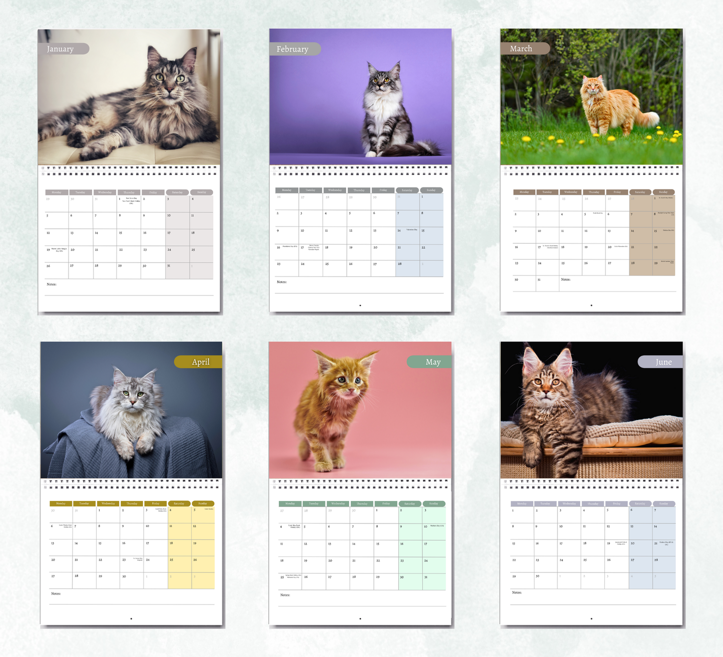 Maine Coon Calendar 2026