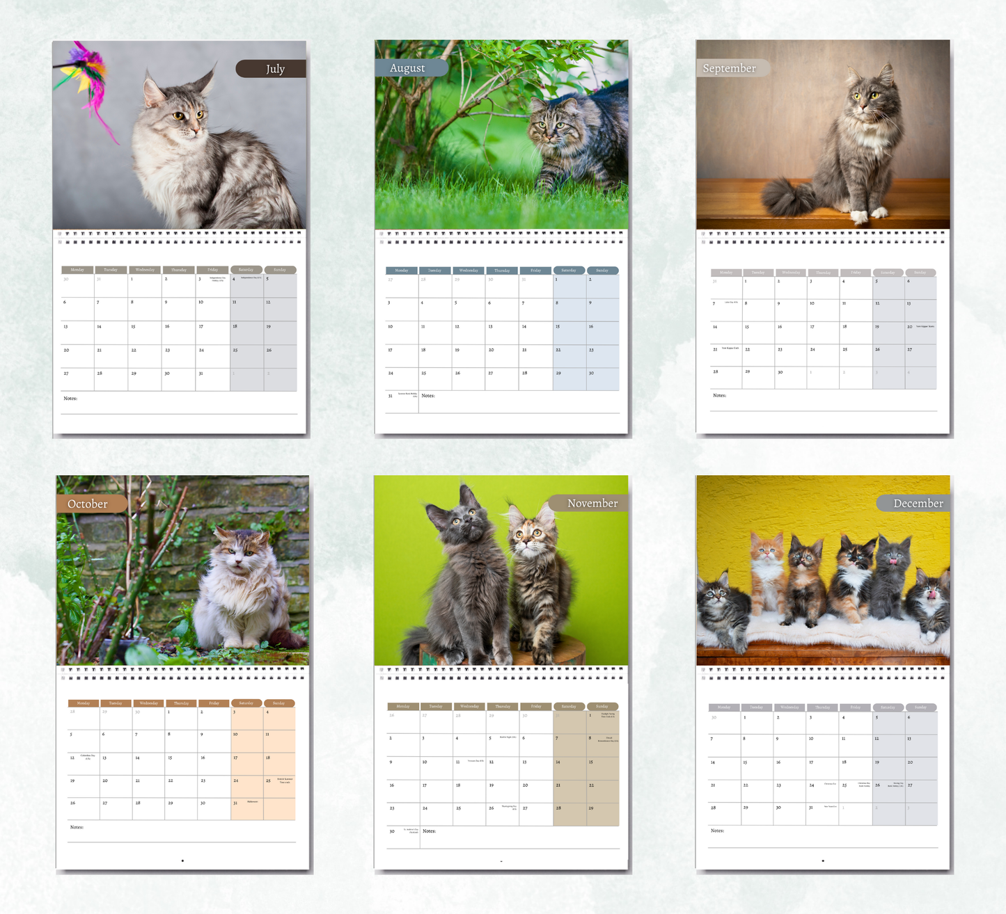 Maine Coon Calendar 2026