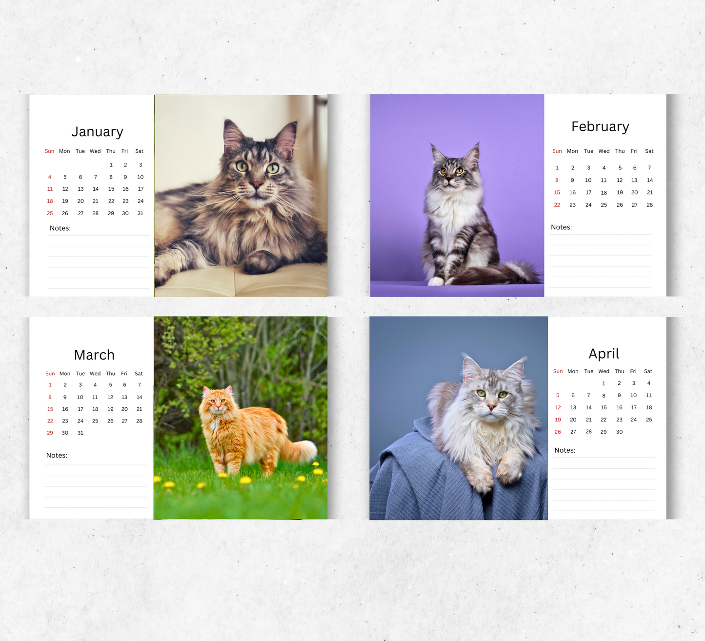 Maine Coon Desk Calendar 2026-2027