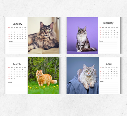 Maine Coon Desk Calendar 2026-2027