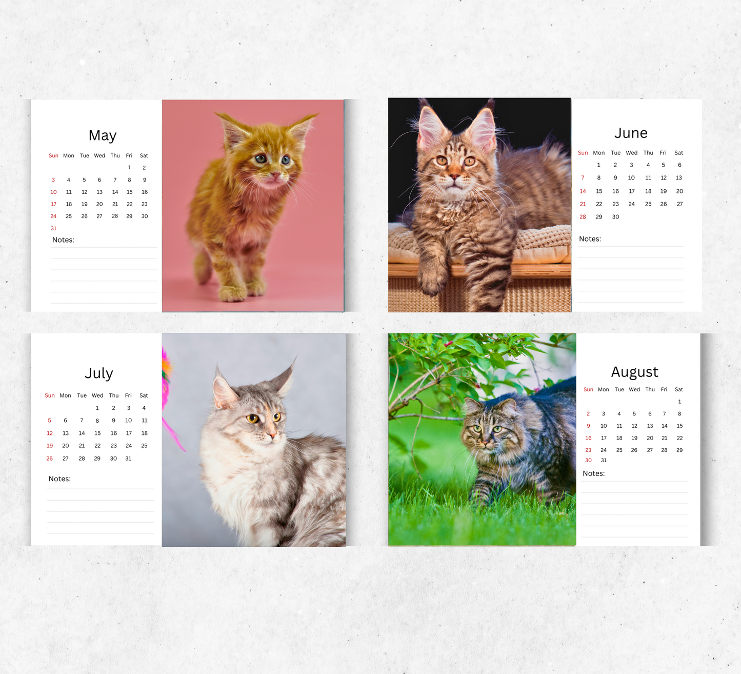 Maine Coon Desk Calendar 2026-2027