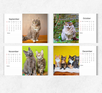 Maine Coon Desk Calendar 2026-2027