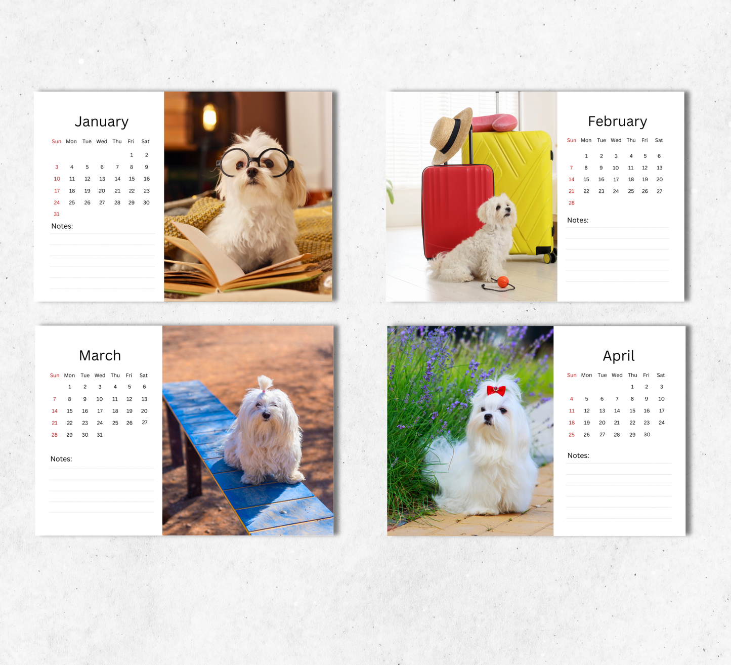 Maltese Dog Desk Calendar 2027-2028
