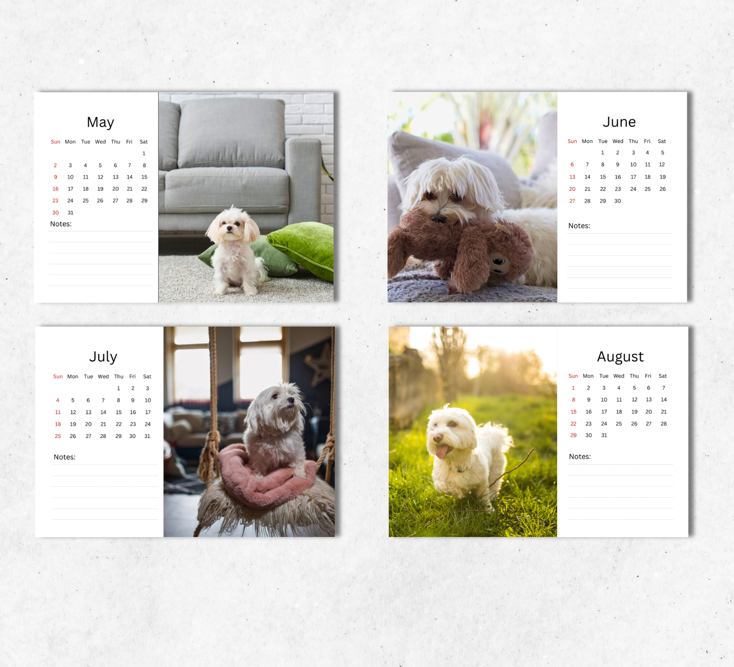 Maltese Dog Desk Calendar 2027-2028