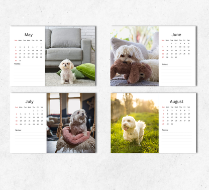 Maltese Dog Desk Calendar 2027-2028