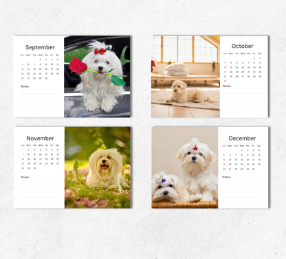 Maltese Dog Desk Calendar 2027-2028