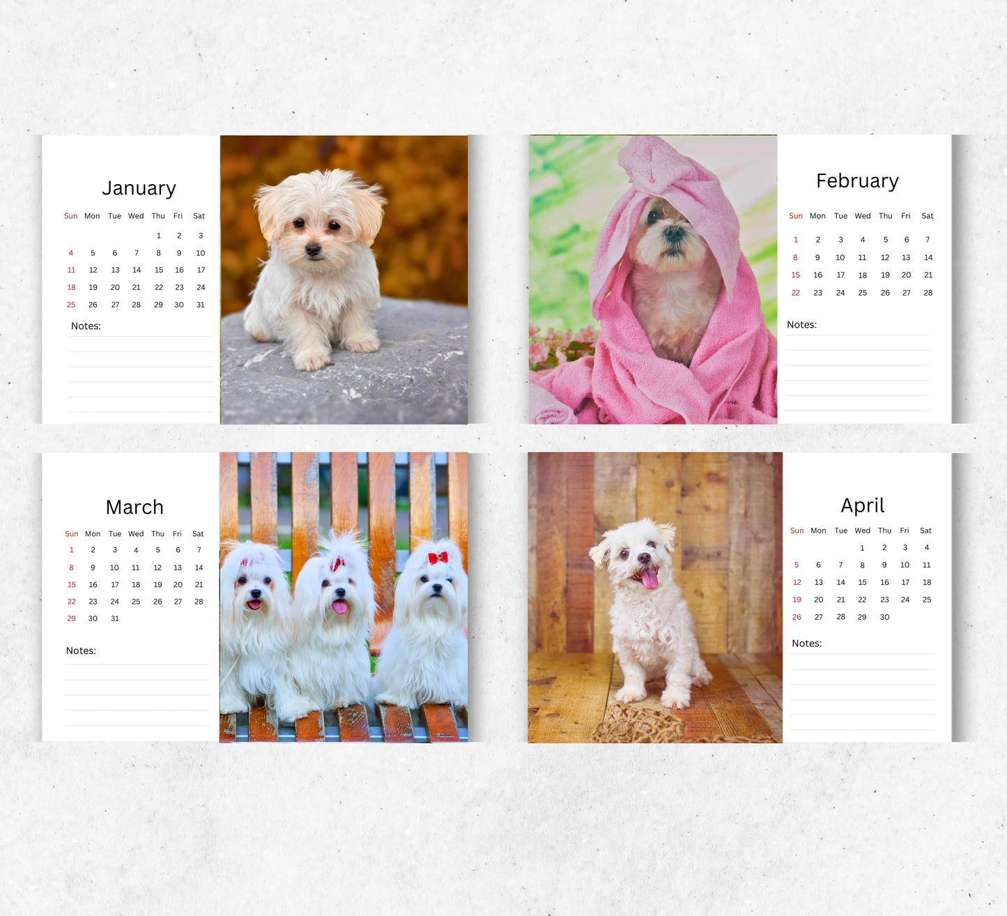 Maltese Dog Desk Calendar 2026-2027