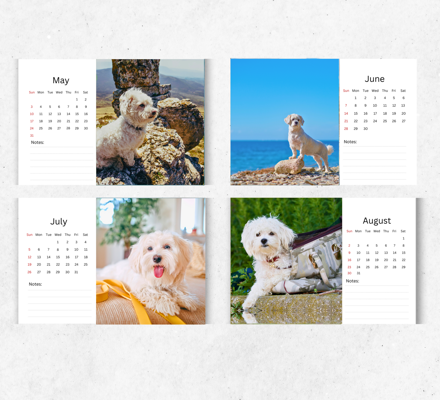 Maltese Dog Desk Calendar 2026-2027