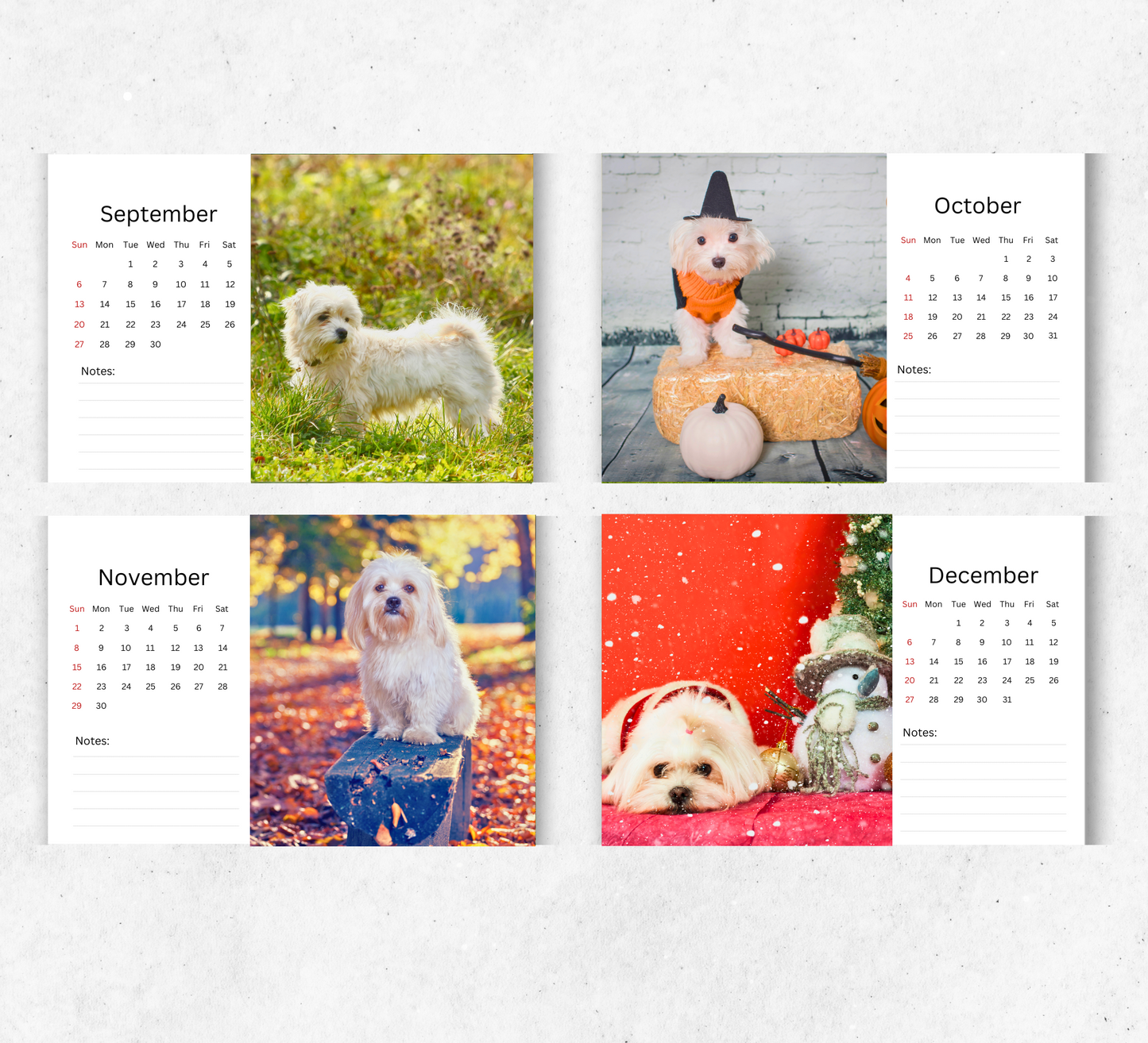 Maltese Dog Desk Calendar 2026-2027