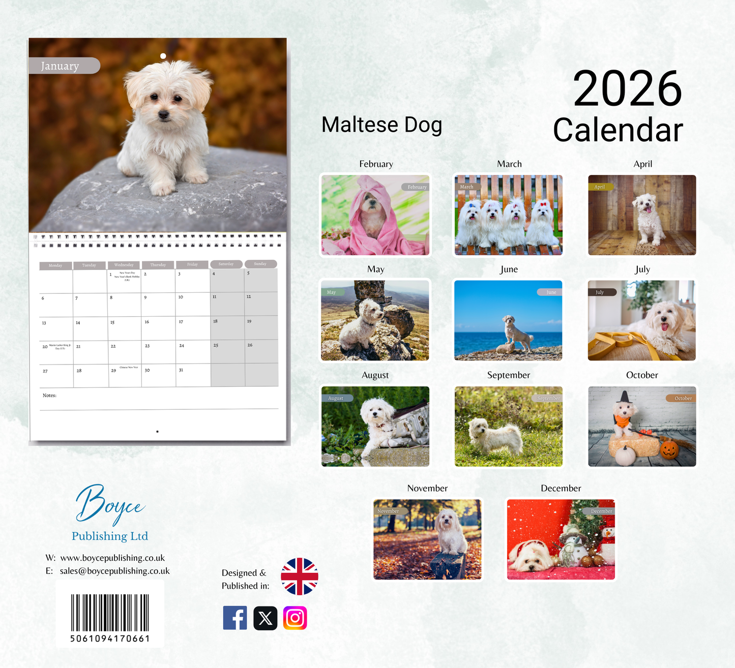 Maltese Dog Calendar 2026