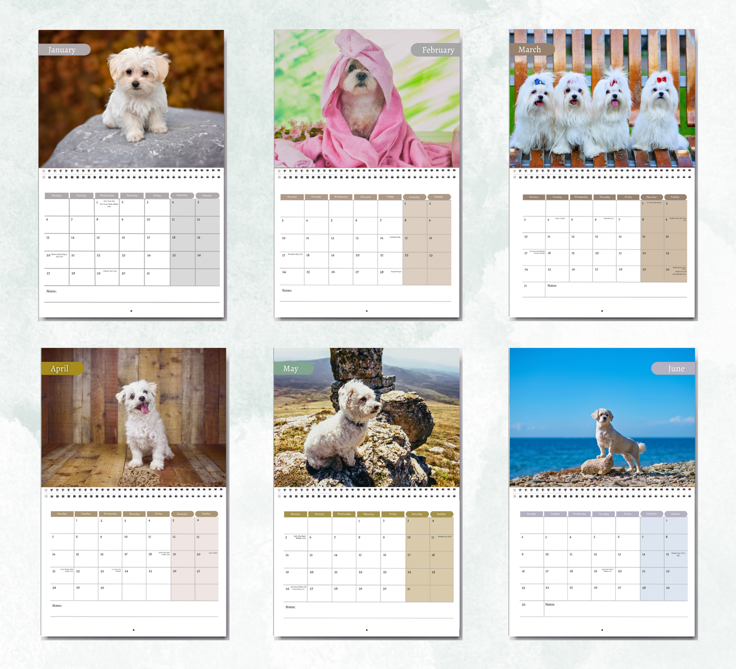 Maltese Dog Calendar 2026