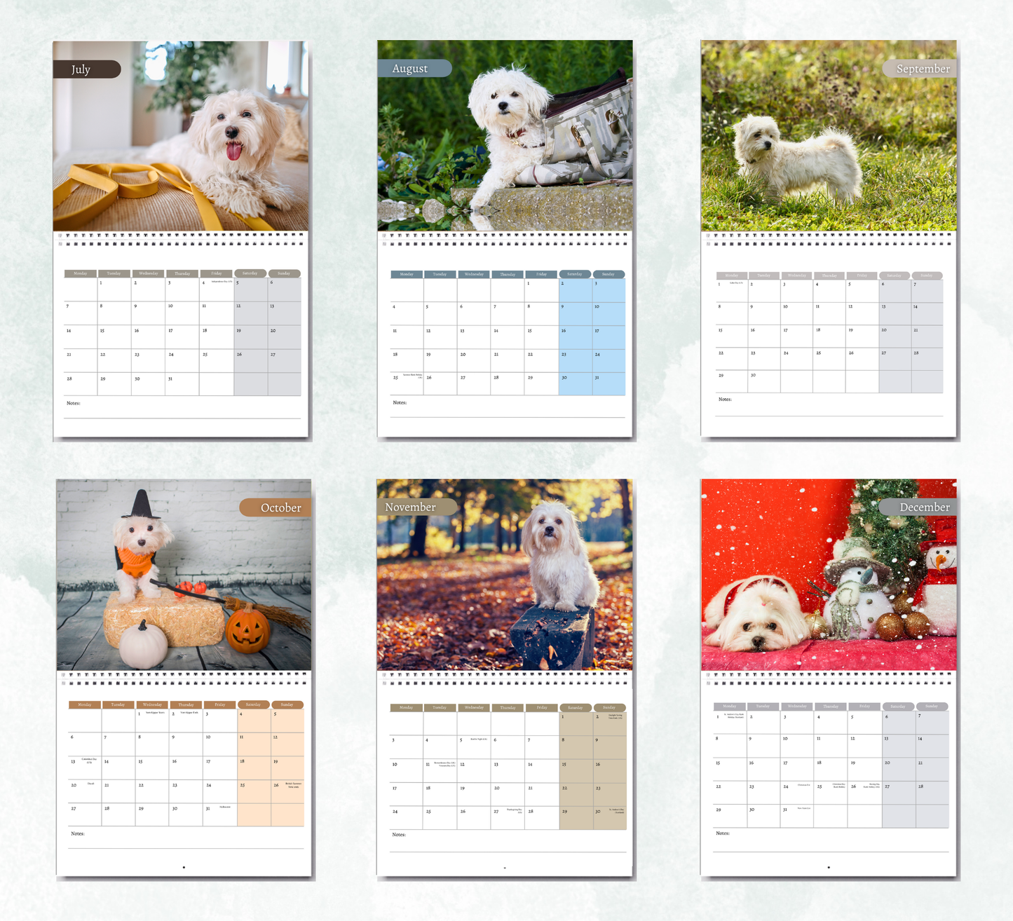 Maltese Dog Calendar 2026